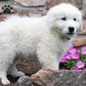 LEGACY, Maremma Sheepdog Puppy
